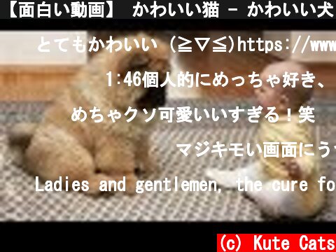【面白い動画】 かわいい猫 - かわいい犬 - 最も面白いペットの動画 #16  (c) Kute Cats